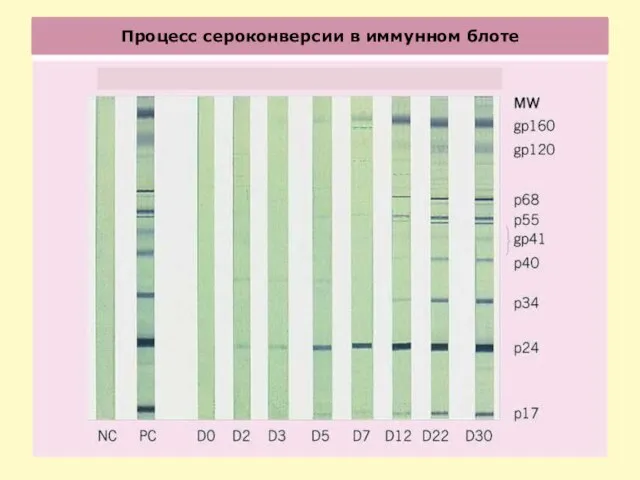 Процесс сероконверсии в иммунном блоте