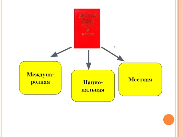 Междуна- родная Нацио- нальная Местная