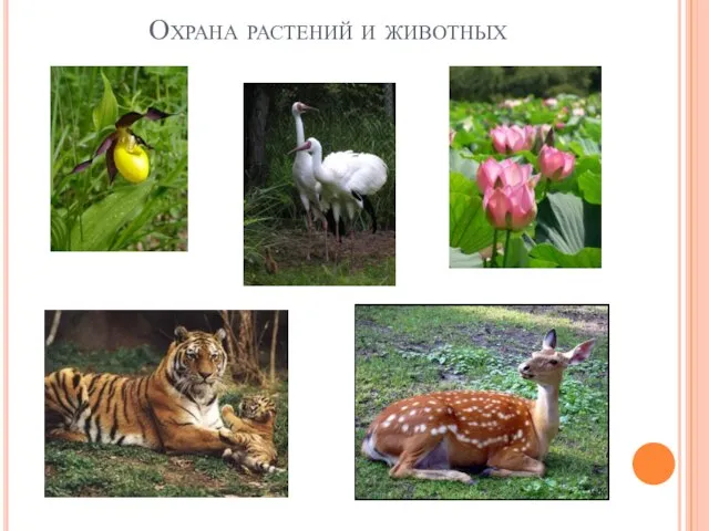 Охрана растений и животных