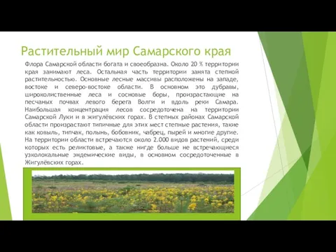 Растительный мир Самарского края Флора Самарской области богата и своеобразна. Около