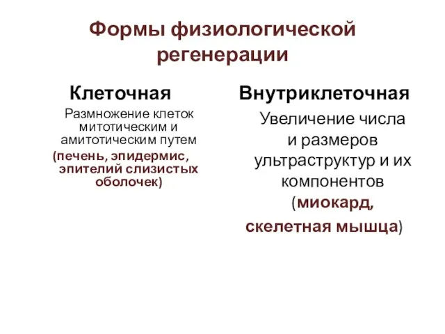 Формы физиологической регенерации Клеточная Размножение клеток митотическим и амитотическим путем (печень,