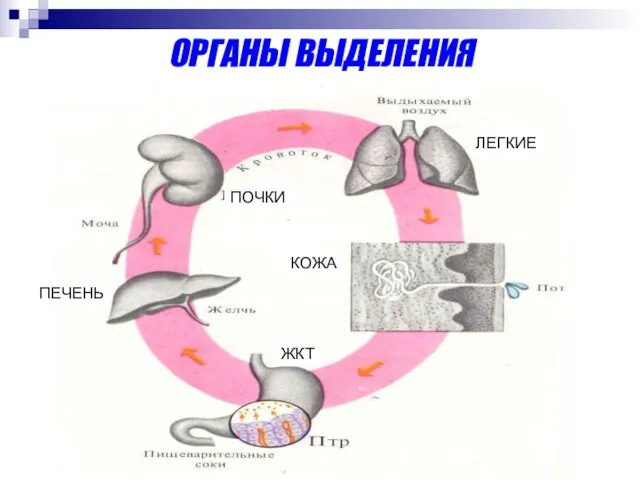 ОРГАНЫ ВЫДЕЛЕНИЯ ЛЕГКИЕ ПОЧКИ КОЖА ЖКТ ПЕЧЕНЬ