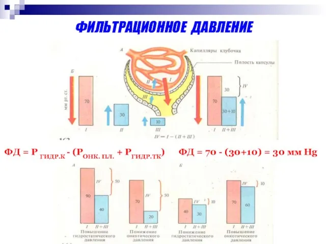 ФИЛЬТРАЦИОННОЕ ДАВЛЕНИЕ ФД = Р ГИДР.К - (РОНК. ПЛ. + РГИДР.ТК)