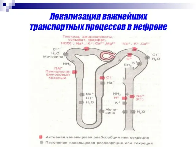 Локализация важнейших транспортных процессов в нефроне