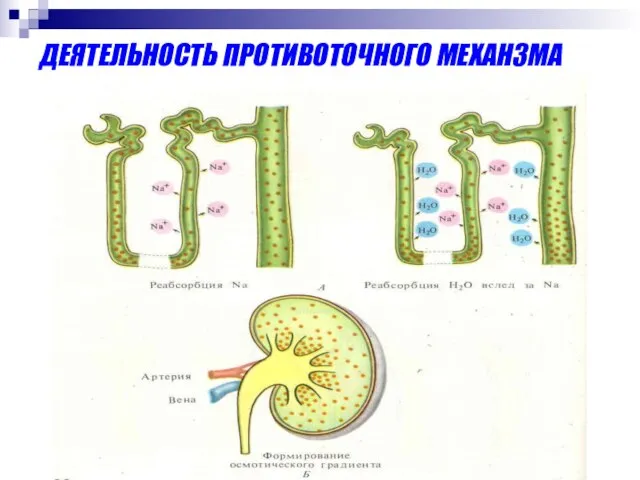 ДЕЯТЕЛЬНОСТЬ ПРОТИВОТОЧНОГО МЕХАНЗМА