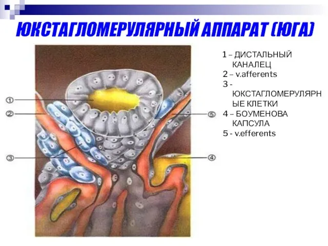 ЮКСТАГЛОМЕРУЛЯРНЫЙ АППАРАТ (ЮГА) 1 – ДИСТАЛЬНЫЙ КАНАЛЕЦ 2 – v.afferents 3