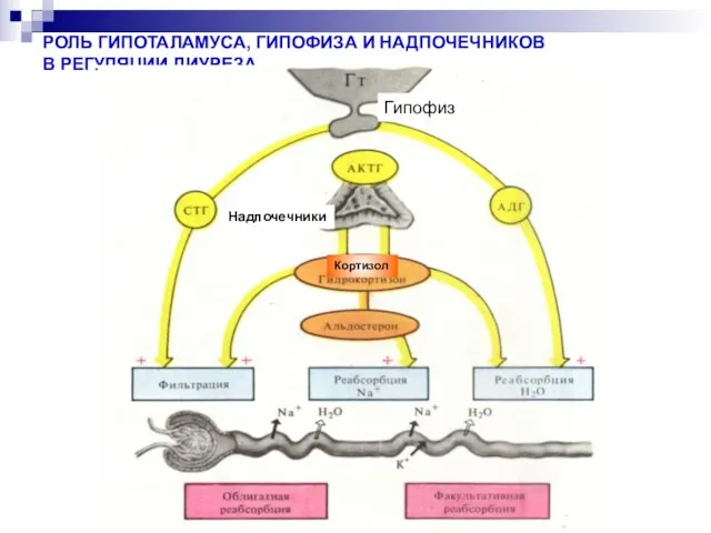 РОЛЬ ГИПОТАЛАМУСА, ГИПОФИЗА И НАДПОЧЕЧНИКОВ В РЕГУЛЯЦИИ ДИУРЕЗА Гипофиз Надпочечники Кортизол