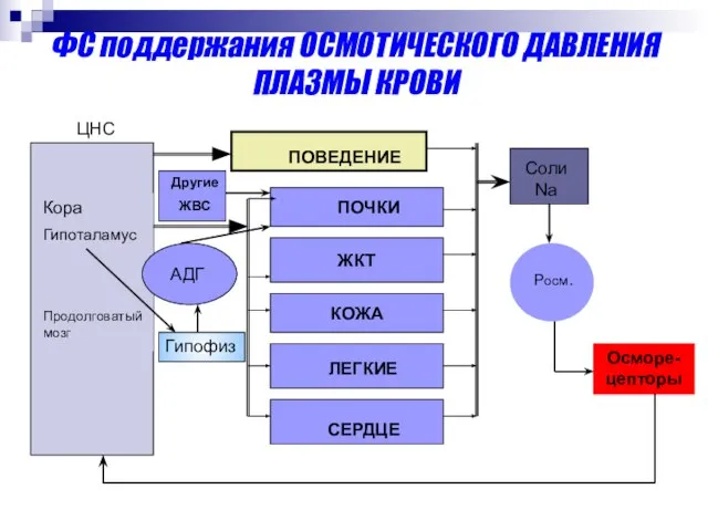 ФС поддержания ОСМОТИЧЕСКОГО ДАВЛЕНИЯ ПЛАЗМЫ КРОВИ Росм. Кора Гипоталамус Продолговатый мозг