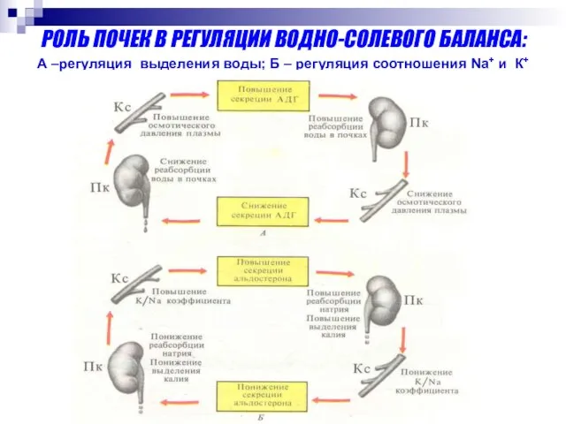 РОЛЬ ПОЧЕК В РЕГУЛЯЦИИ ВОДНО-СОЛЕВОГО БАЛАНСА: А –регуляция выделения воды; Б