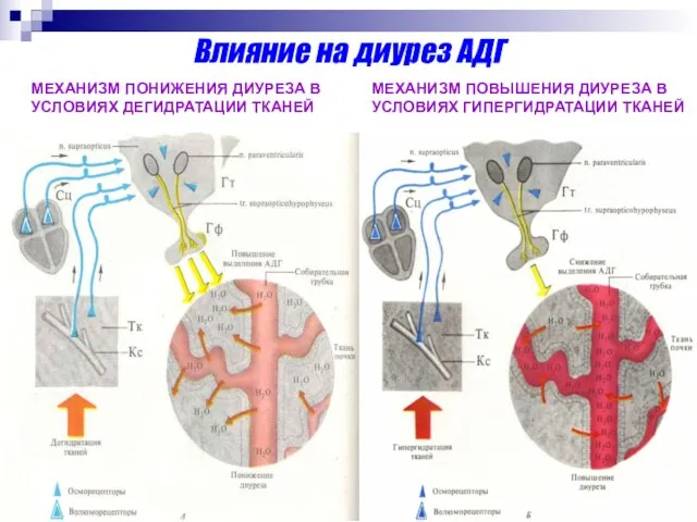 Влияние на диурез АДГ МЕХАНИЗМ ПОНИЖЕНИЯ ДИУРЕЗА В УСЛОВИЯХ ДЕГИДРАТАЦИИ ТКАНЕЙ