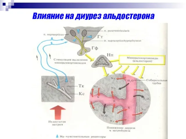 Влияние на диурез альдостерона