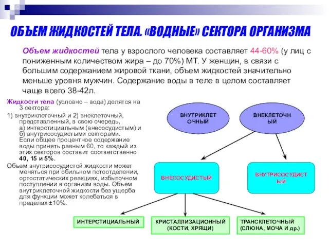 ОБЪЕМ ЖИДКОСТЕЙ ТЕЛА. «ВОДНЫЕ» СЕКТОРА ОРГАНИЗМА Жидкости тела (условно – вода)