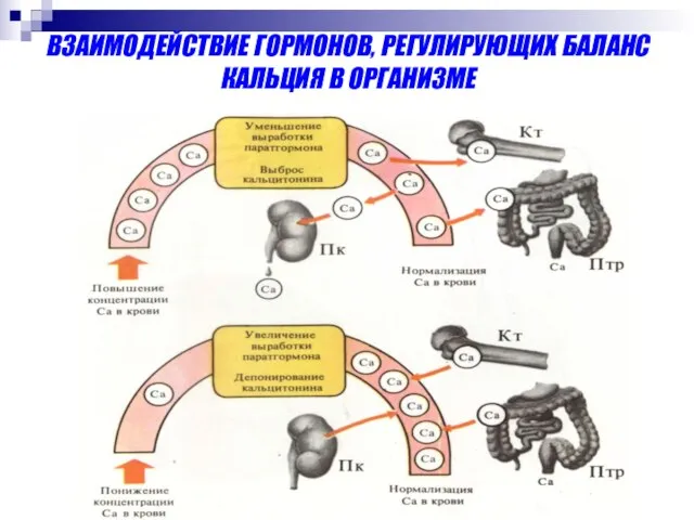 ВЗАИМОДЕЙСТВИЕ ГОРМОНОВ, РЕГУЛИРУЮЩИХ БАЛАНС КАЛЬЦИЯ В ОРГАНИЗМЕ