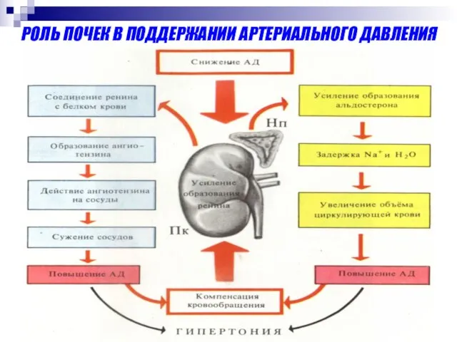 РОЛЬ ПОЧЕК В ПОДДЕРЖАНИИ АРТЕРИАЛЬНОГО ДАВЛЕНИЯ