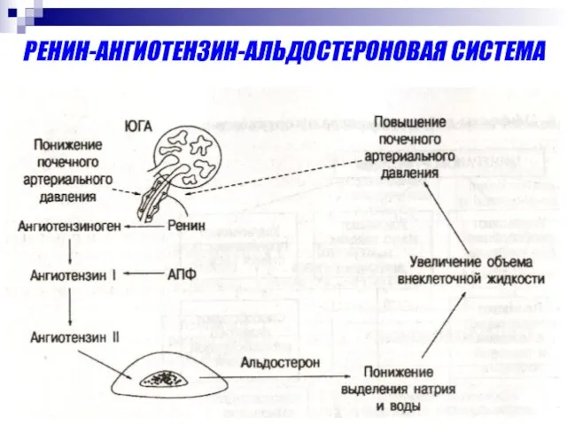 РЕНИН-АНГИОТЕНЗИН-АЛЬДОСТЕРОНОВАЯ СИСТЕМА