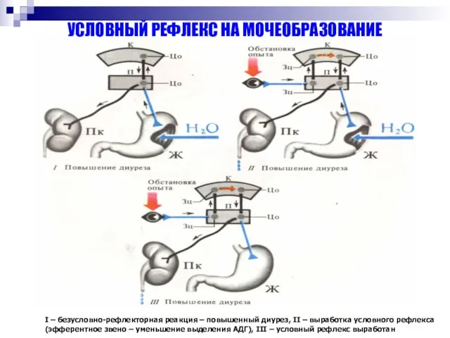 УСЛОВНЫЙ РЕФЛЕКС НА МОЧЕОБРАЗОВАНИЕ I – безусловно-рефлекторная реакция – повышенный диурез,