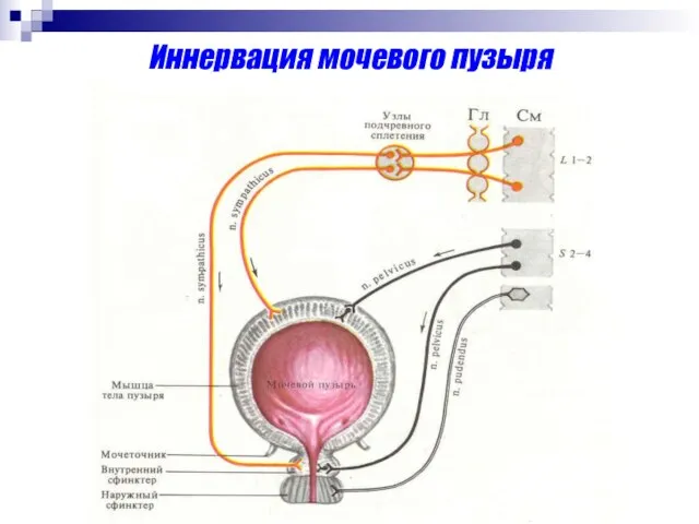 Иннервация мочевого пузыря