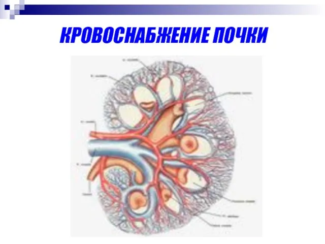 КРОВОСНАБЖЕНИЕ ПОЧКИ