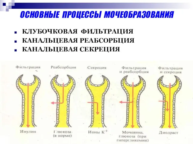 ОСНОВНЫЕ ПРОЦЕССЫ МОЧЕОБРАЗОВАНИЯ КЛУБОЧКОВАЯ ФИЛЬТРАЦИЯ КАНАЛЬЦЕВАЯ РЕАБСОРБЦИЯ КАНАЛЬЦЕВАЯ СЕКРЕЦИЯ