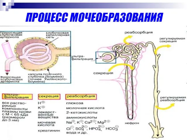 ПРОЦЕСС МОЧЕОБРАЗОВАНИЯ