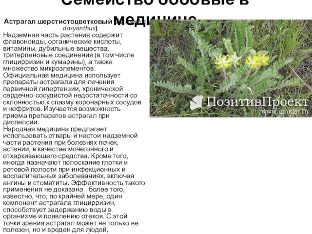 Семейство бобовые в медицине Астрагал шерстистоцветковый (Astragalus dasyanthus) Надземная часть растения