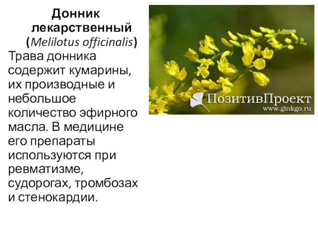 Донник лекарственный (Melilotus officinalis) Трава донника содержит кумарины, их производные и