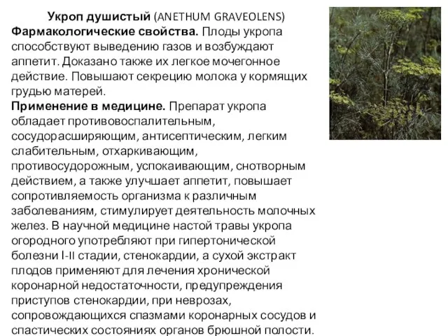 Укроп душистый (ANETHUM GRAVEOLENS) Фармакологические свойства. Плоды укропа способствуют выведению газов