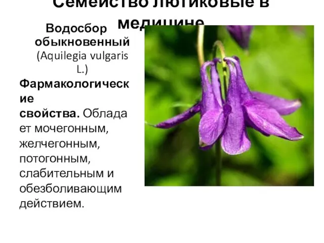 Семейство лютиковые в медицине Водосбор обыкновенный (Aquilegia vulgaris L.) Фармакологические свойства.