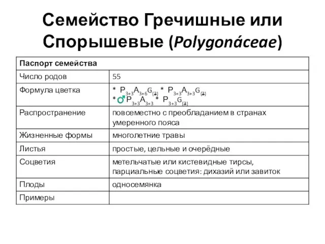 Семейство Гречишные или Спорышевые (Polygonáceae)