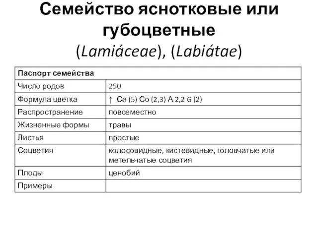 Семейство яснотковые или губоцветные (Lamiáceae), (Labiátae)