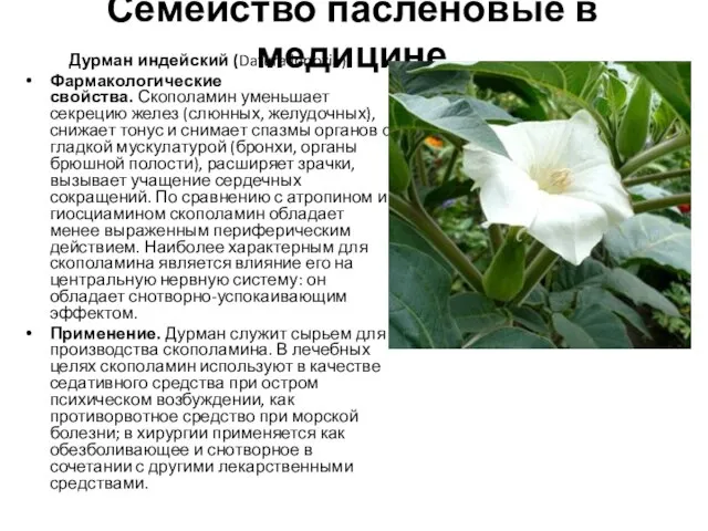 Семейство пасленовые в медицине Дурман индейский (Datura innoxia) Фармакологические свойства. Скополамин