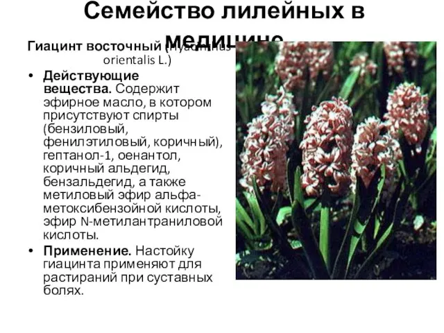 Семейство лилейных в медицине Гиацинт восточный (Hyacinthus orientalis L.) Действующие вещества.