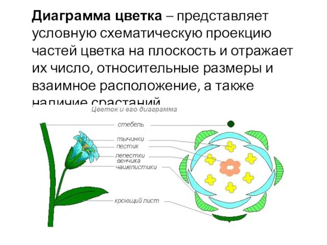 Диаграмма цветка – представляет условную схематическую проекцию частей цветка на плоскость