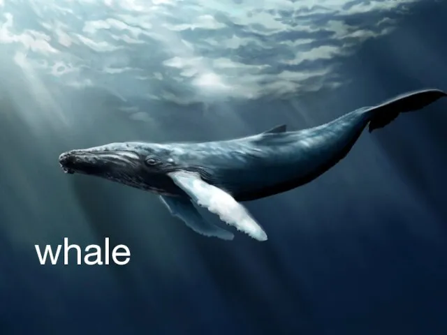 whale