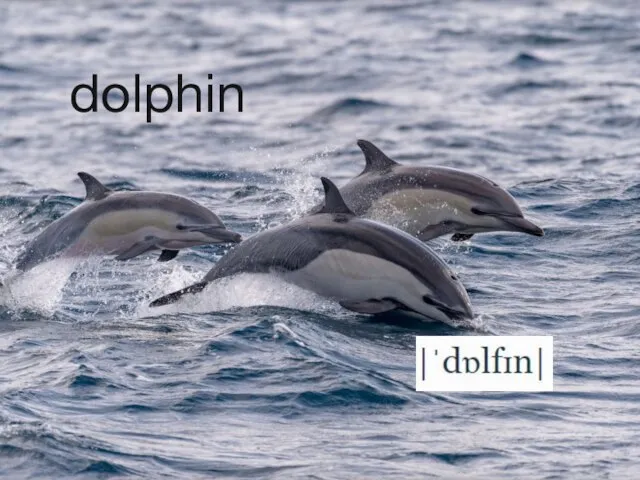 dolphin