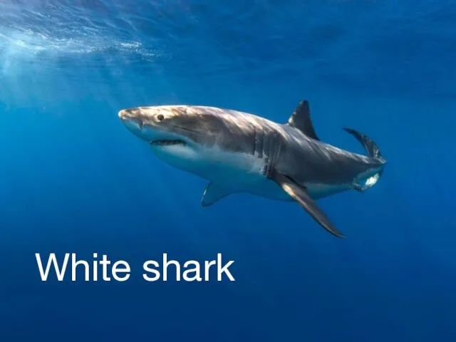 White shark