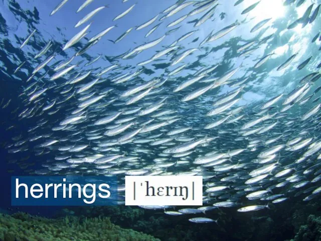 herrings