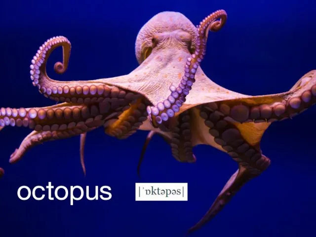 octopus