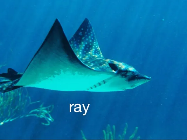 ray