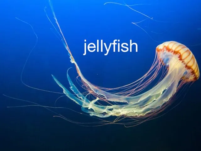 jellyfish