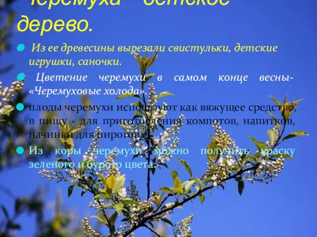 Черёмуха – детское дерево. Из ее древесины вырезали свистульки, детские игрушки,