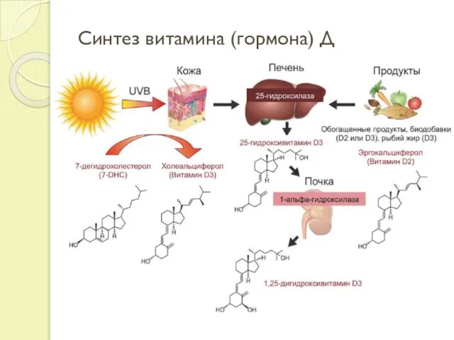 Синтез витамина (гормона) Д