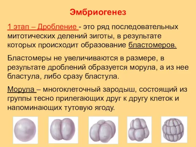 Эмбриогенез 1 этап – Дробление - это ряд последовательных митотических делений