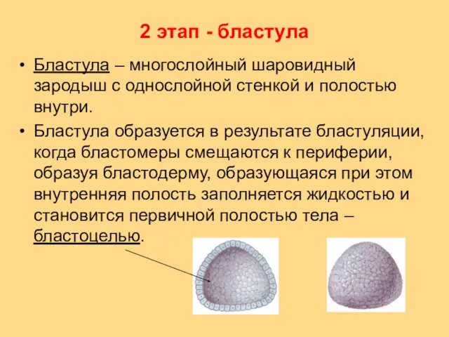 2 этап - бластула Бластула – многослойный шаровидный зародыш с однослойной