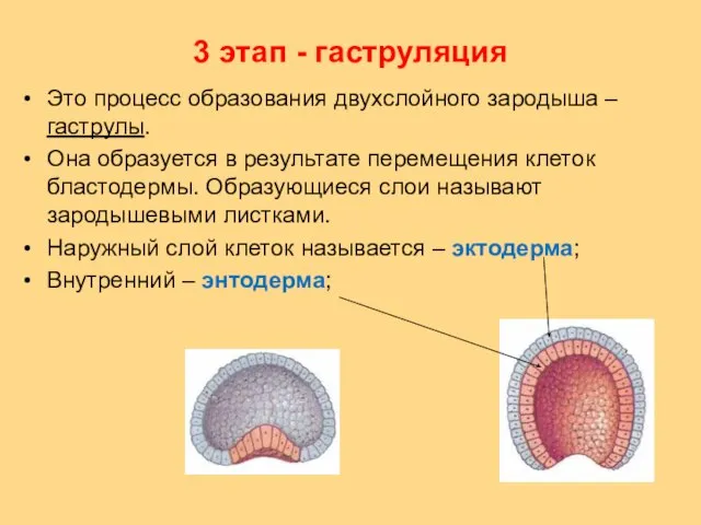 3 этап - гаструляция Это процесс образования двухслойного зародыша – гаструлы.