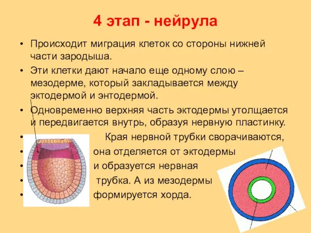 4 этап - нейрула Происходит миграция клеток со стороны нижней части