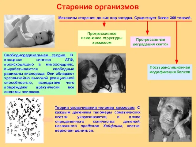 Старение организмов Механизм старения до сих пор загадка. Существует более 300