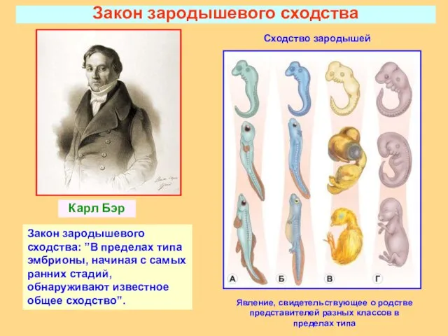 Закон зародышевого сходства Карл Бэр Закон зародышевого сходства: ”В пределах типа