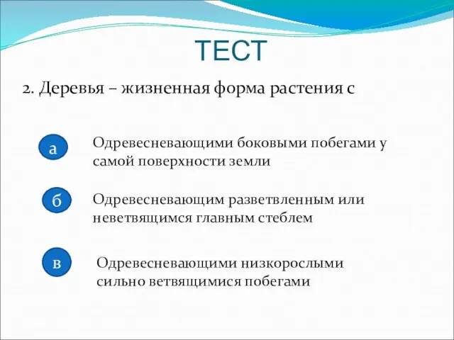 2. Деревья – жизненная форма растения с Одревесневающими боковыми побегами у