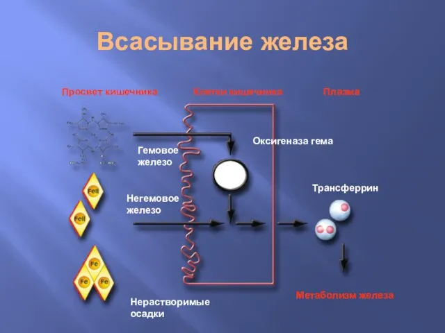 Всасывание железа Гемовое железо Негемовое железо Нерастворимые осадки Метаболизм железа Трансферрин